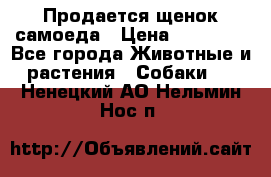 Продается щенок самоеда › Цена ­ 15 000 - Все города Животные и растения » Собаки   . Ненецкий АО,Нельмин Нос п.